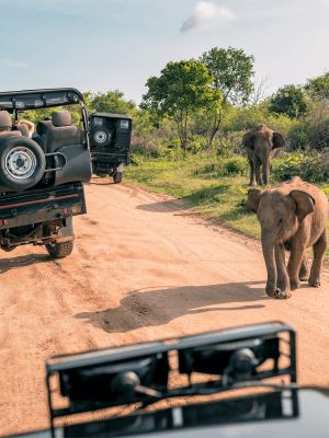 Wildlife & Safari Tours